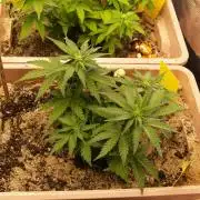 Strawberry Cola Auto Winter Grow 2026