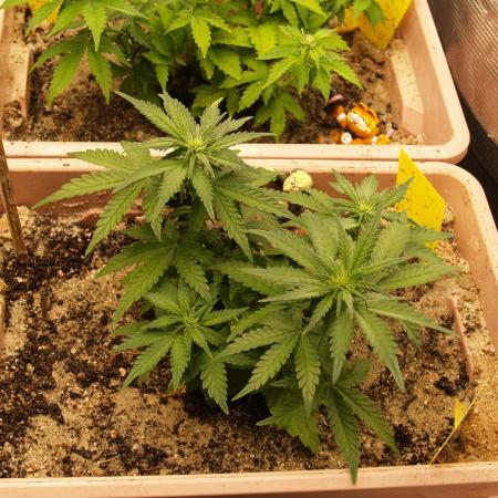 Strawberry Cola Auto Winter Grow 2026