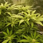 Eleven Roses Klon zur Blüte 2