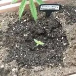 Auto Candy