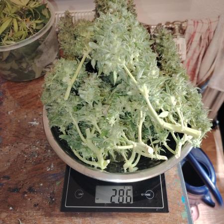 Auto AK-47 XL Divine Seeds