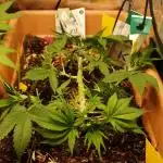 White Rhino From Zamnesia zweite Runde
