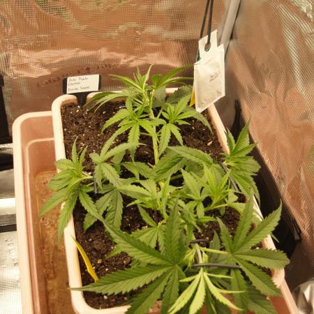 Auto Pablo Escobar Divine Seeds 2025