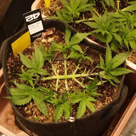 Super Boof Auto von Fast Buds
