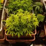 Auto AK-47 XL Divine Seeds