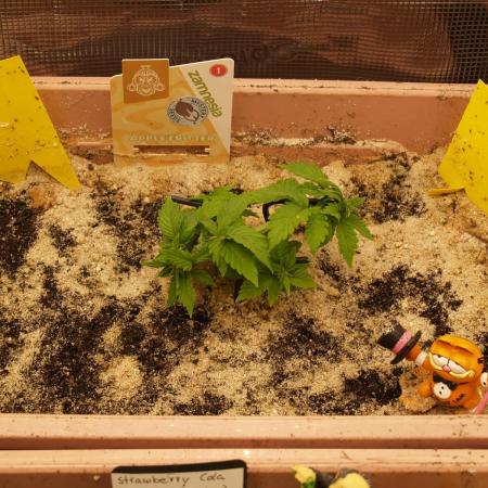 Apple Fritter Auto Winter Grow 2026