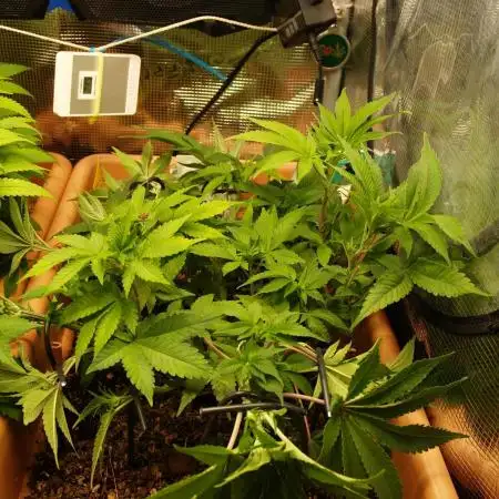 White Rhino From Zamnesia zweite Runde