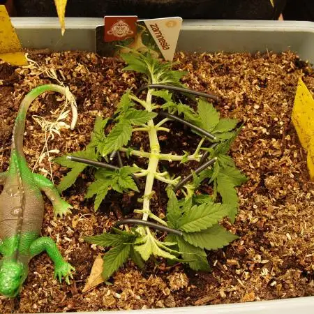 GMO Cookies Auto from Zamnesia