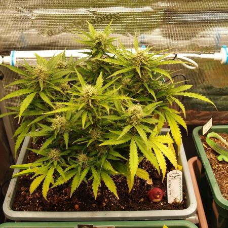 Auto Mac#1 Dutch Passion 2025