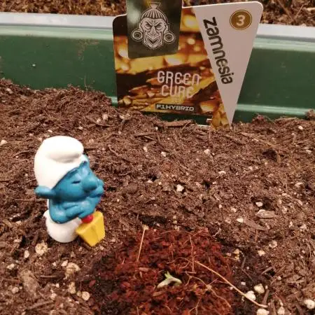 Green Cure CBD F1 Hybrid Auto Zamnesia