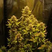 Green Cure CBD F1 Hybrid Auto Zamnesia