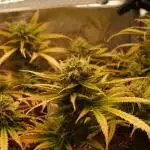Auto Pablo Escobar Divine Seeds 2025