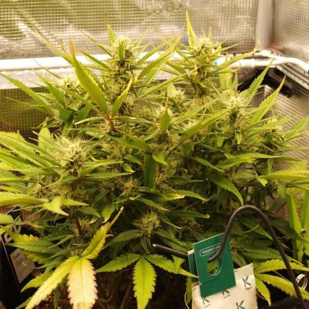 Super Boof Auto von Fast Buds