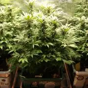 Eleven Roses Klon zur Blüte