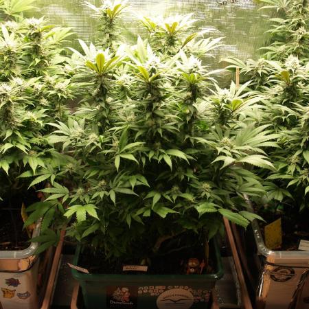 Eleven Roses Klon zur Blüte