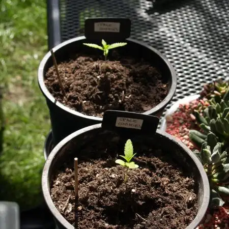 Space Cookies Auto
