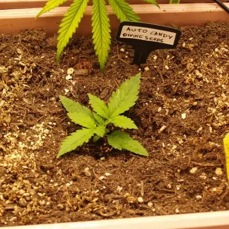 Auto Candy