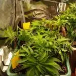 Eleven Roses Klon zur Blüte