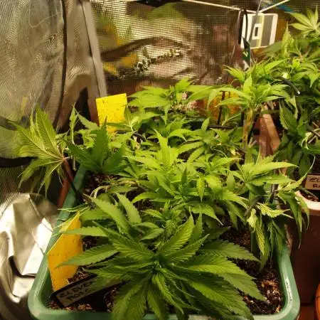 Eleven Roses Klon zur Blüte