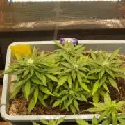 Eternity Cup 2026 Sticky Broccoli Auto