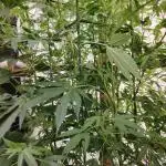 Speedy Chile Outdoor