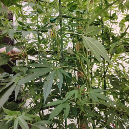 Speedy Chile Outdoor