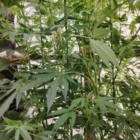 Speedy Chile Outdoor