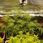 Green Cure CBD F1 Hybrid Auto Zamnesia