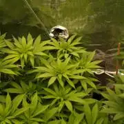 Eleven Roses Klon zur Blüte 2