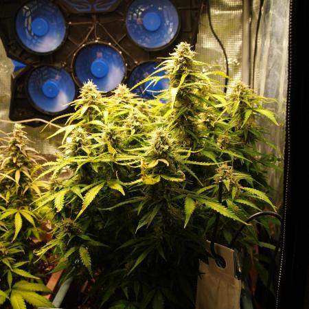 GMO Cookies Auto from Zamnesia