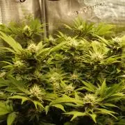 White Rhino From Zamnesia zweite Runde