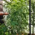 Speedy Chile Outdoor
