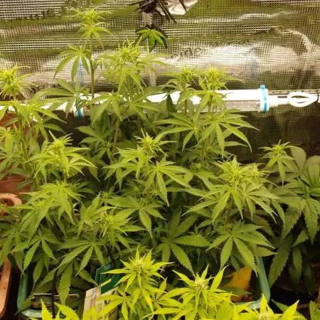 Green Cure CBD F1 Hybrid Auto Zamnesia