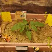 Apple Fritter Auto Winter Grow 2026