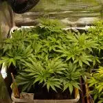 White Rhino From Zamnesia zweite Runde