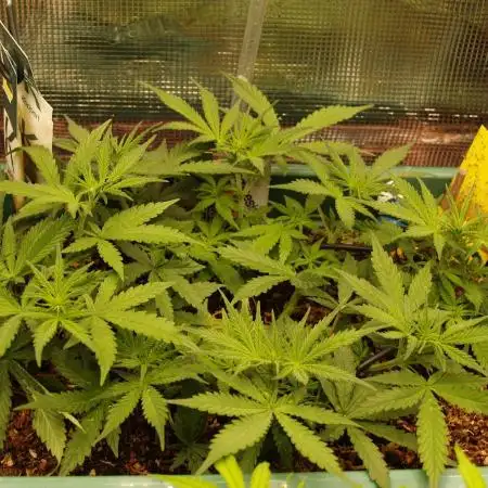 Green Cure CBD F1 Hybrid Auto Zamnesia