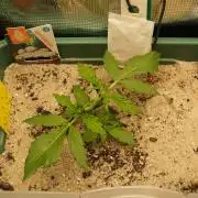 White Truffle Indoor 2025