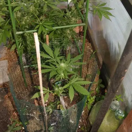 Auto Candy Bubatz XL Dutch Passion