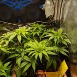 Eleven Roses Klon zur Blüte 2