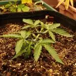 Super Boof Auto von Fast Buds