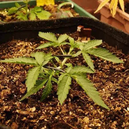 Super Boof Auto von Fast Buds