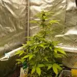 Sweet Pure Auto CBD