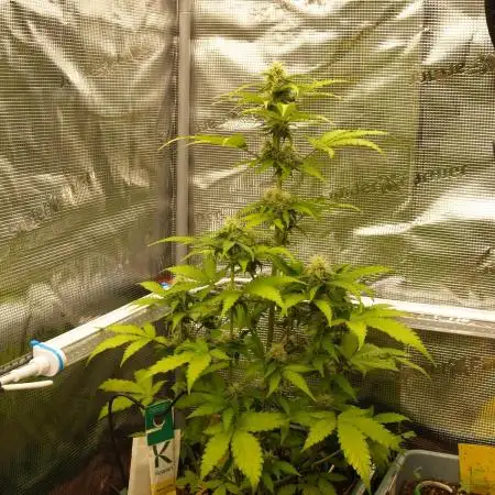 Sweet Pure Auto CBD