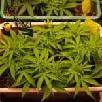 Auto AK-47 XL Divine Seeds