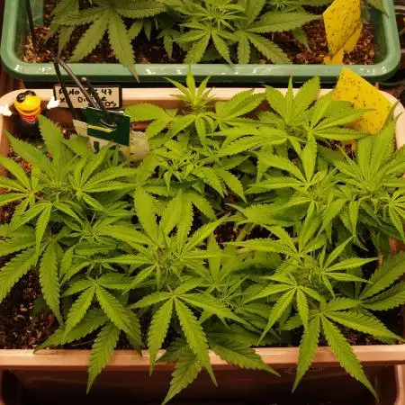 Auto AK-47 XL Divine Seeds