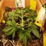 White Rhino From Zamnesia zweite Runde