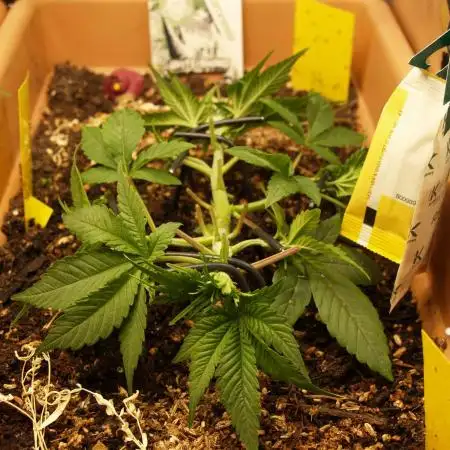 White Rhino From Zamnesia zweite Runde