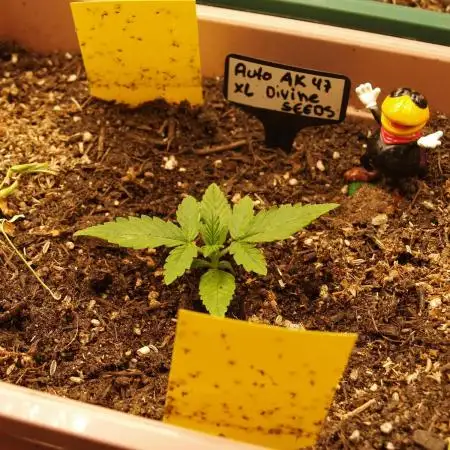 Auto AK-47 XL Divine Seeds