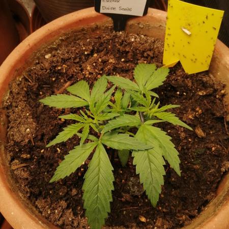 Auto Pablo Escobar Divine Seeds 2025