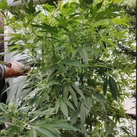 Speedy Chile Outdoor
